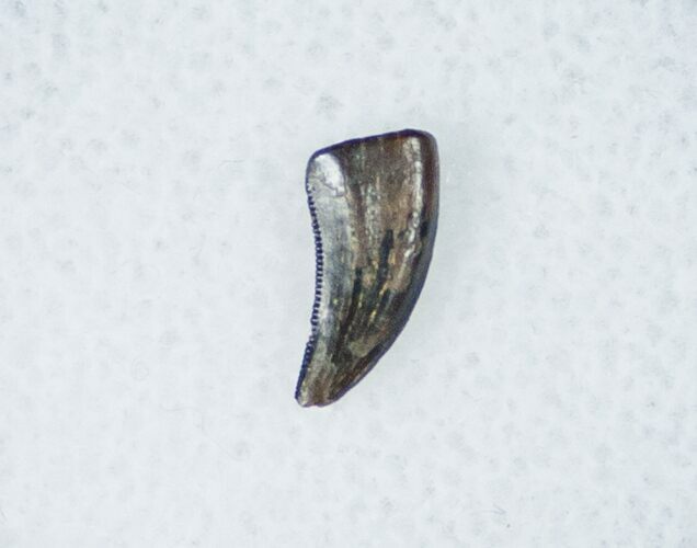 Acheroraptor (Dromaeosaur) Tooth - Montana #12269